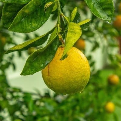 Plants Villa - Sweet Orange Grafted & Hybrid Fruit Plant