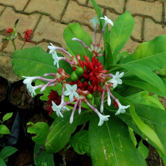Plants Villa - Sarpagandha | Mediclinal Live Plant Plants Villa - Sarpagandha | Mediclinal Live Plant