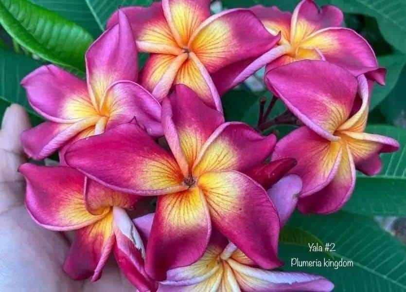 Plants Villa - Dwarf Variety Pulmeria Flower Plant