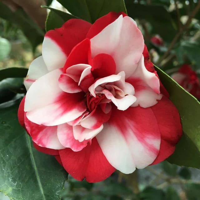 Plants Villa - Camellia Flower Plant_Red Plants Villa - Camellia Flower Plant_Red