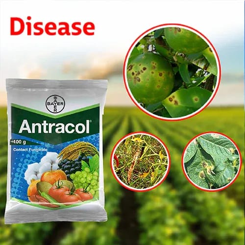 Plants Villa - Antracol For Fungcide Plants Villa - Antracol For Fungcide