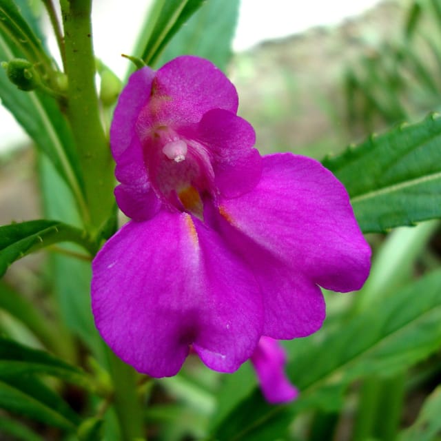 Plants Villa - Impatiens Balsamina Dopati Purple_Purple Plants Villa - Impatiens Balsamina Dopati Purple_Purple