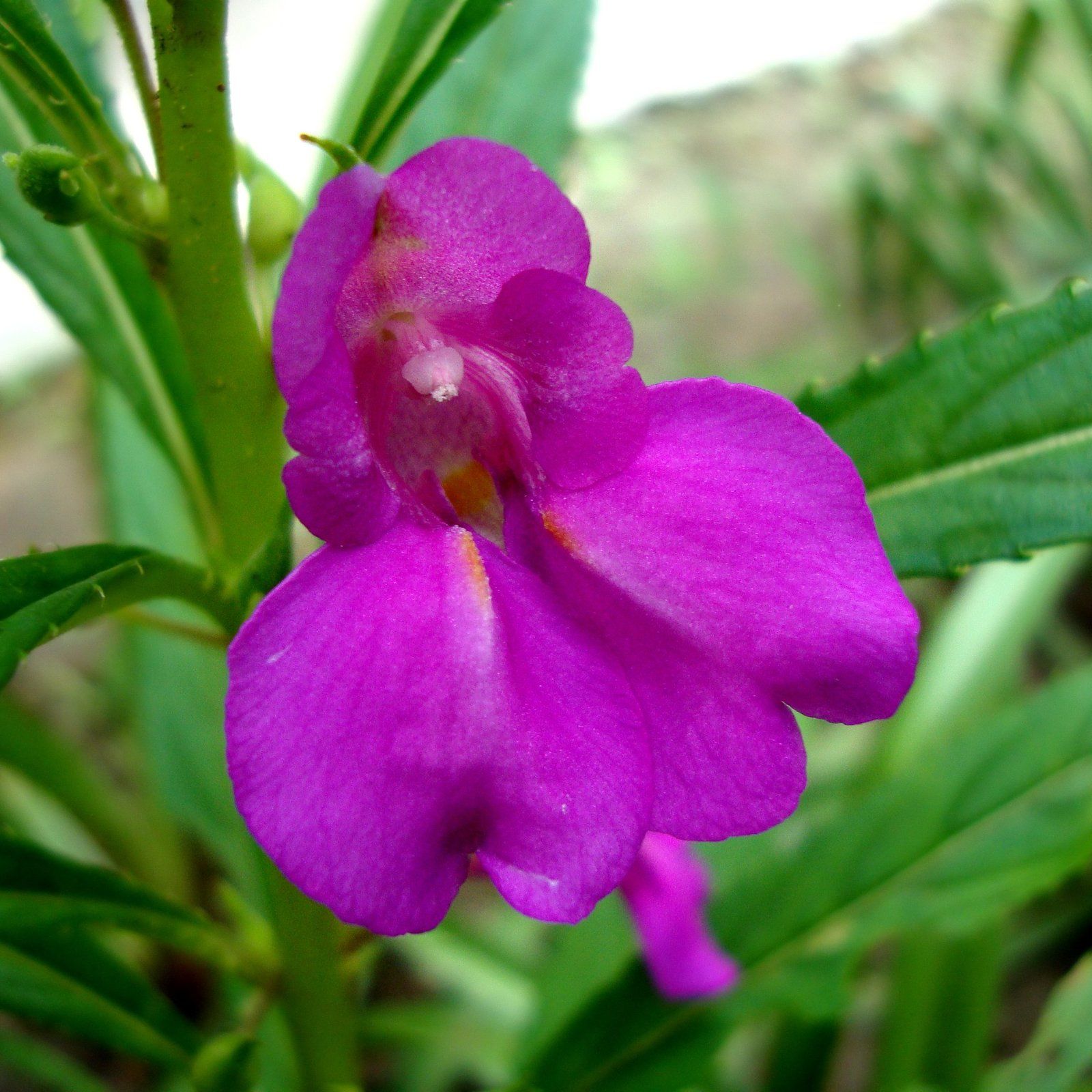 Plants Villa - Impatiens Balsamina Dopati Purple_Purple