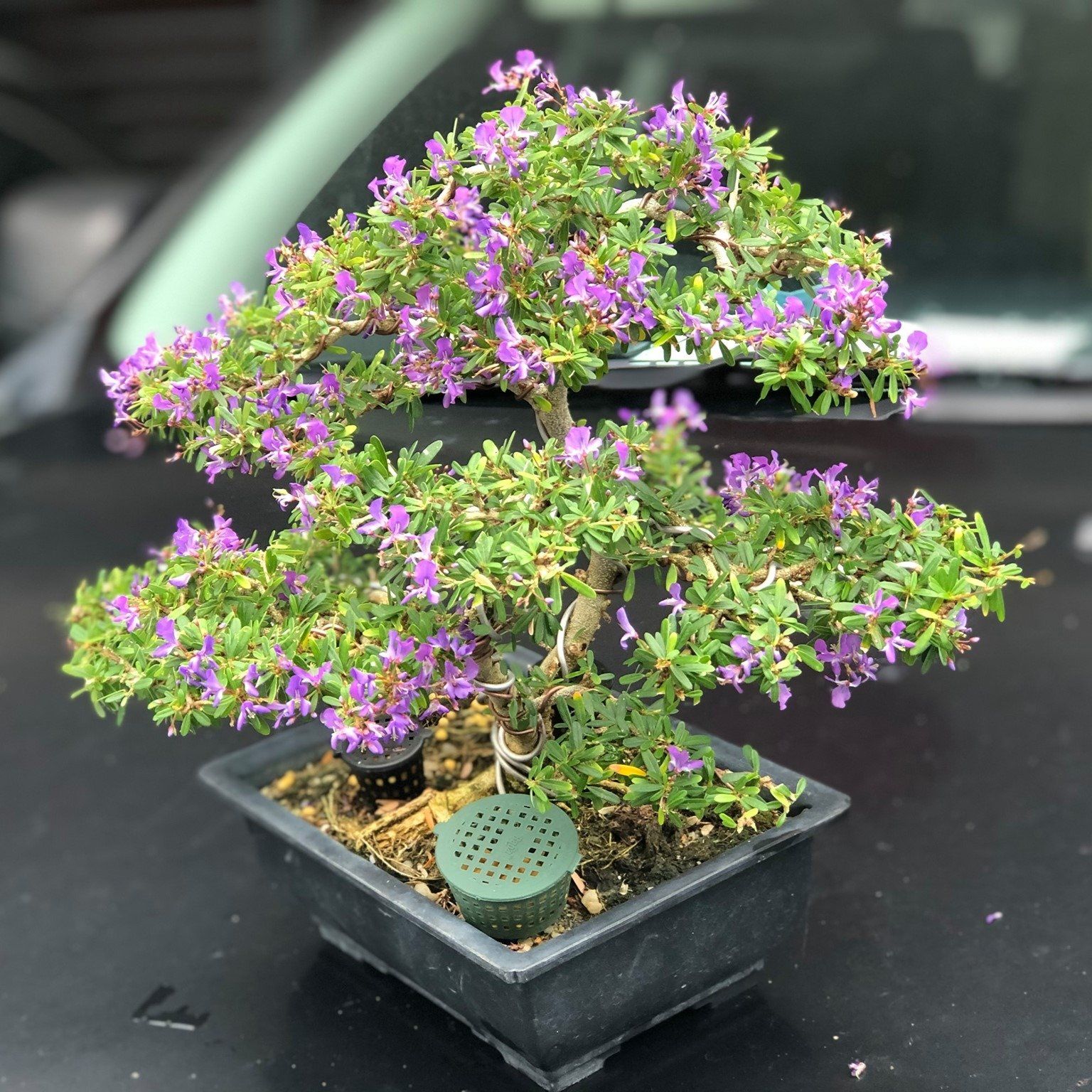 Plants Villa - Blue Bell Bonsai Plant