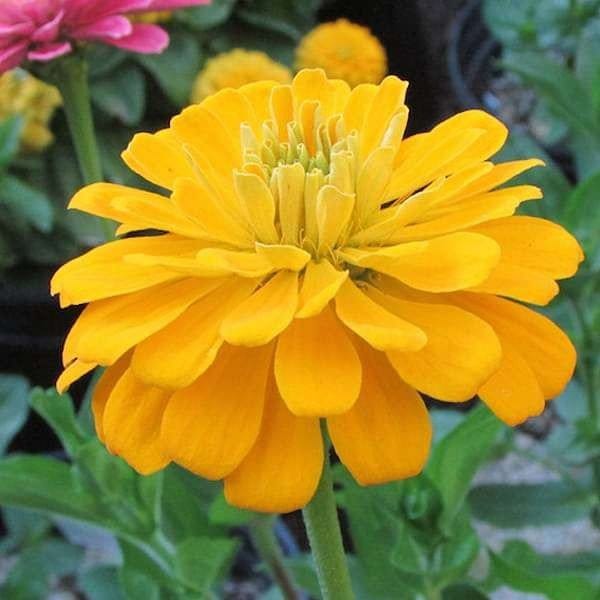 Plants Villa - Zinnia Flower Plant_Yellow