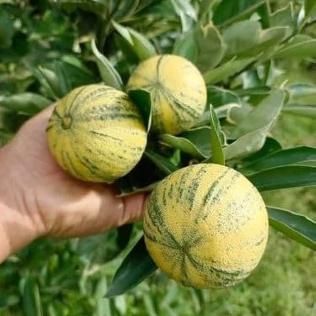 Plants Villa - Sweet Verigated Malta Grafted & Hybrid Fruit Plant Plants Villa - Sweet Verigated Malta Grafted & Hybrid Fruit Plant