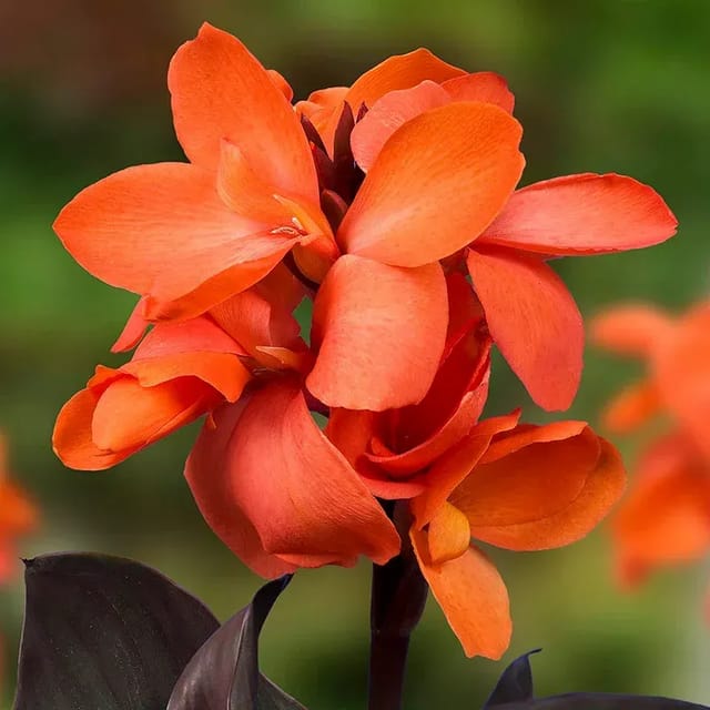 Plants Villa - Canna Indica Flower Plant_Red Plants Villa - Canna Indica Flower Plant_Red