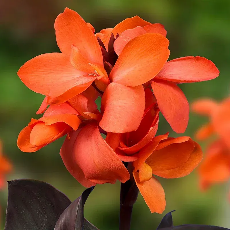 Plants Villa - Canna Indica Flower Plant_Red