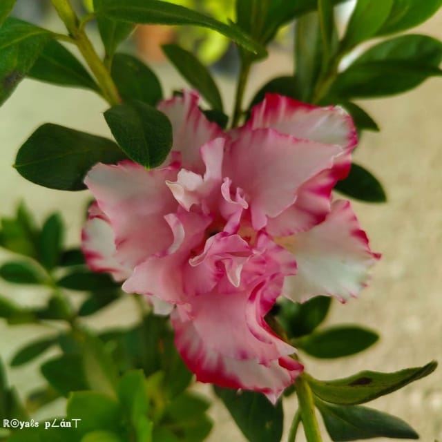 Plants Villa - Verigated Azalea Flower Plant Plants Villa - Verigated Azalea Flower Plant