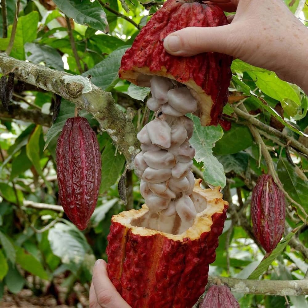 Plants Villa - Red Cocoa Chocolate Live Fruit Plant