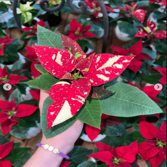 Plants Villa - Verigated Poinsettias Pata Bahari Live Plant Plants Villa - Verigated Poinsettias Pata Bahari Live Plant