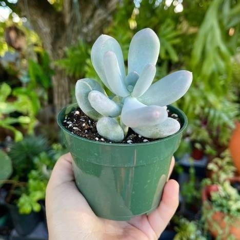 Plants Villa - Pachyphytum Oviferum Live Sacculent Plant