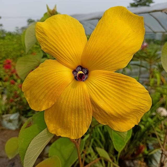 Plants Villa - Land Lotus Flower Plant_Yellow Plants Villa - Land Lotus Flower Plant_Yellow
