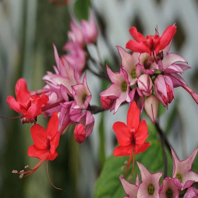 Plants Villa - Bleeding Heart Vine Flower Plant_Red Plants Villa - Bleeding Heart Vine Flower Plant_Red