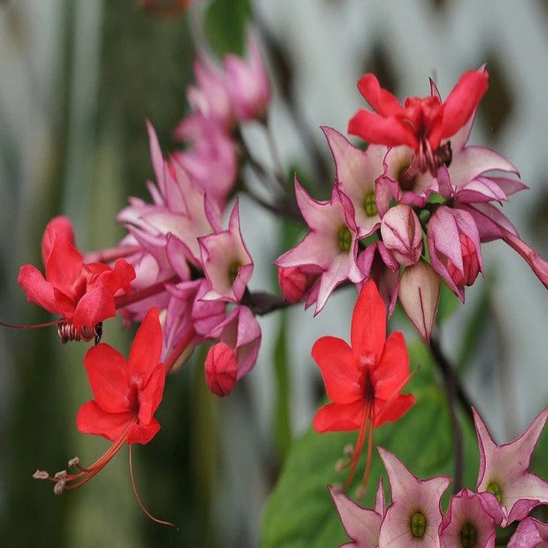 Plants Villa - Bleeding Heart Vine Flower Plant_Red