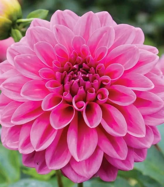 Plants Villa - Dahlia Flower Plant Plants Villa - Dahlia Flower Plant