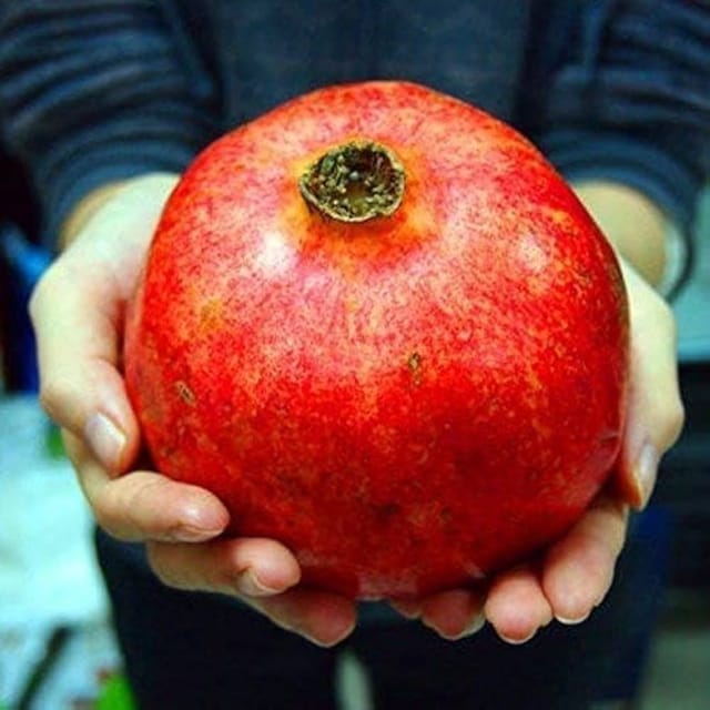 Plants Villa - Mexican Gaint Alltime Pomegranate Fruit Plant Plants Villa - Mexican Gaint Alltime Pomegranate Fruit Plant