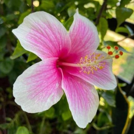 Plants Villa - Hibiscus 365 Days Live Flower Plant Plants Villa - Hibiscus 365 Days Live Flower Plant