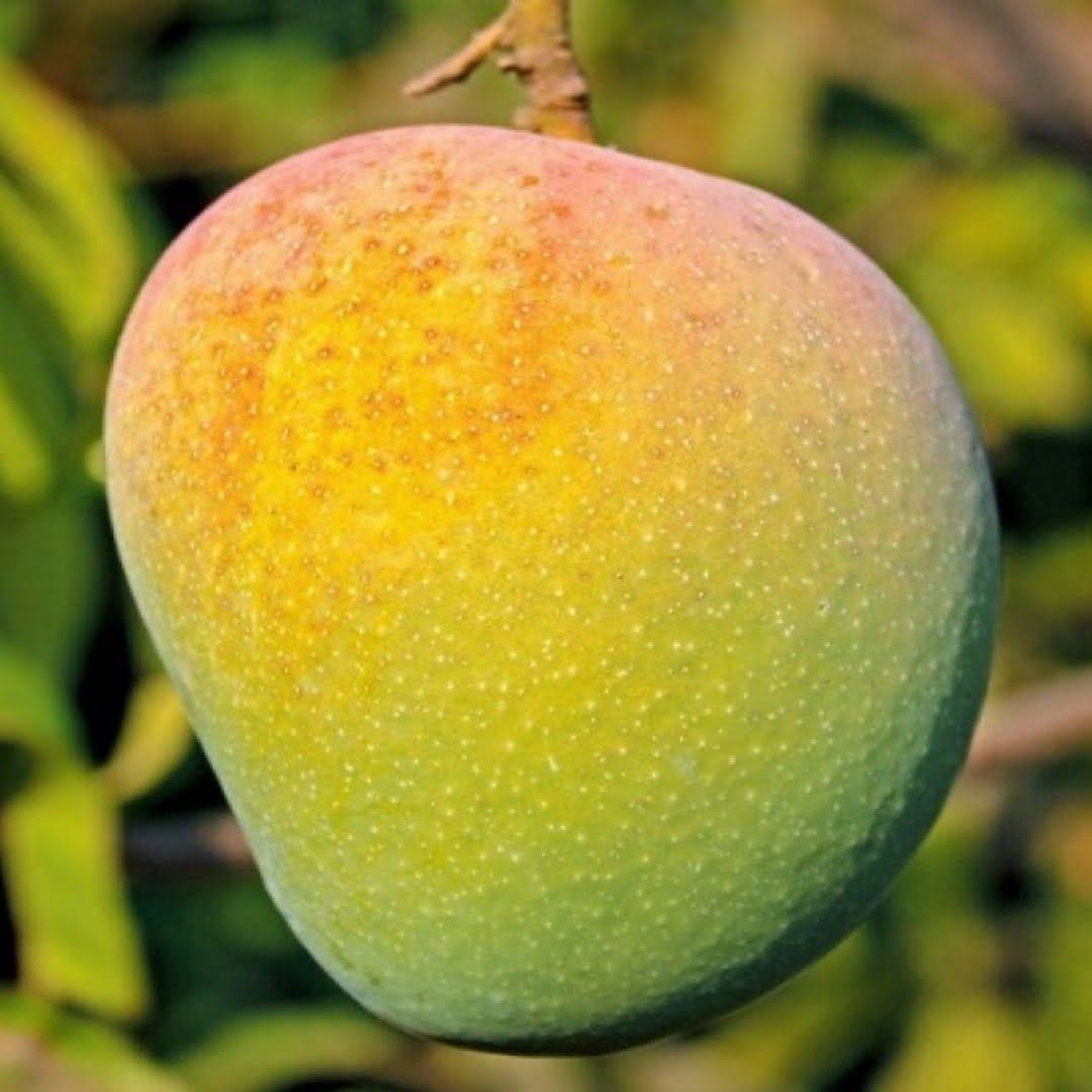 Plants Villa - Keshar Mango | Grafted Fruit Plant