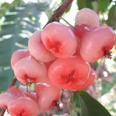 Plants Villa - Pink Water Apple Fruit Plant