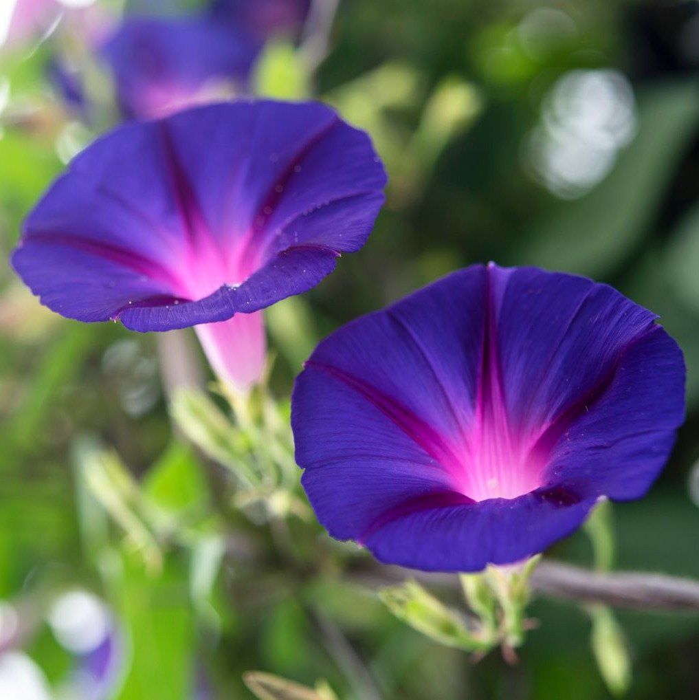 Plants Villa - Morning Golory Flower Plant_Blue