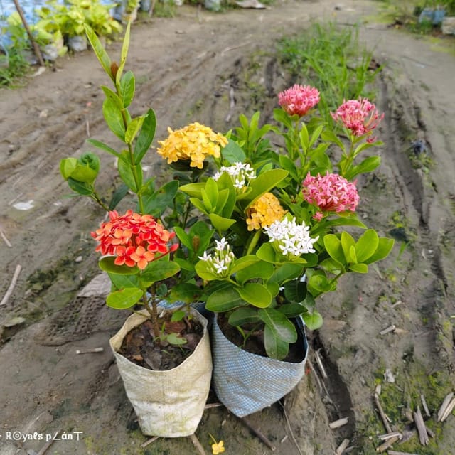 Plants Villa - Combo Pack Of 4 Chinise Ixora Flower Plant