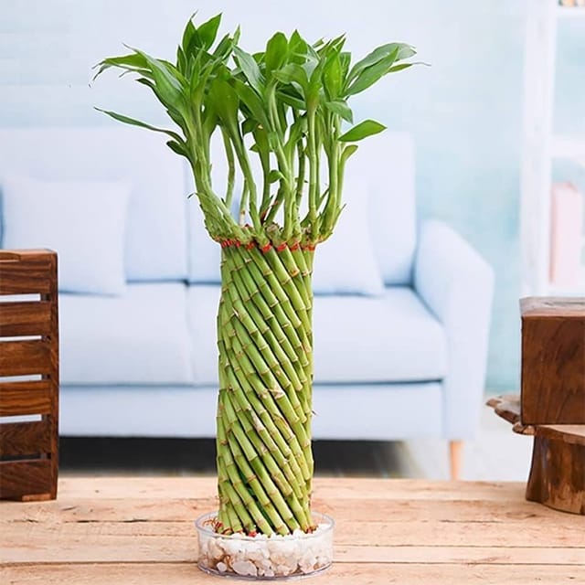 Plants Villa - Lucky Wheel Bumboo Live Plant Plants Villa - Lucky Wheel Bumboo Live Plant