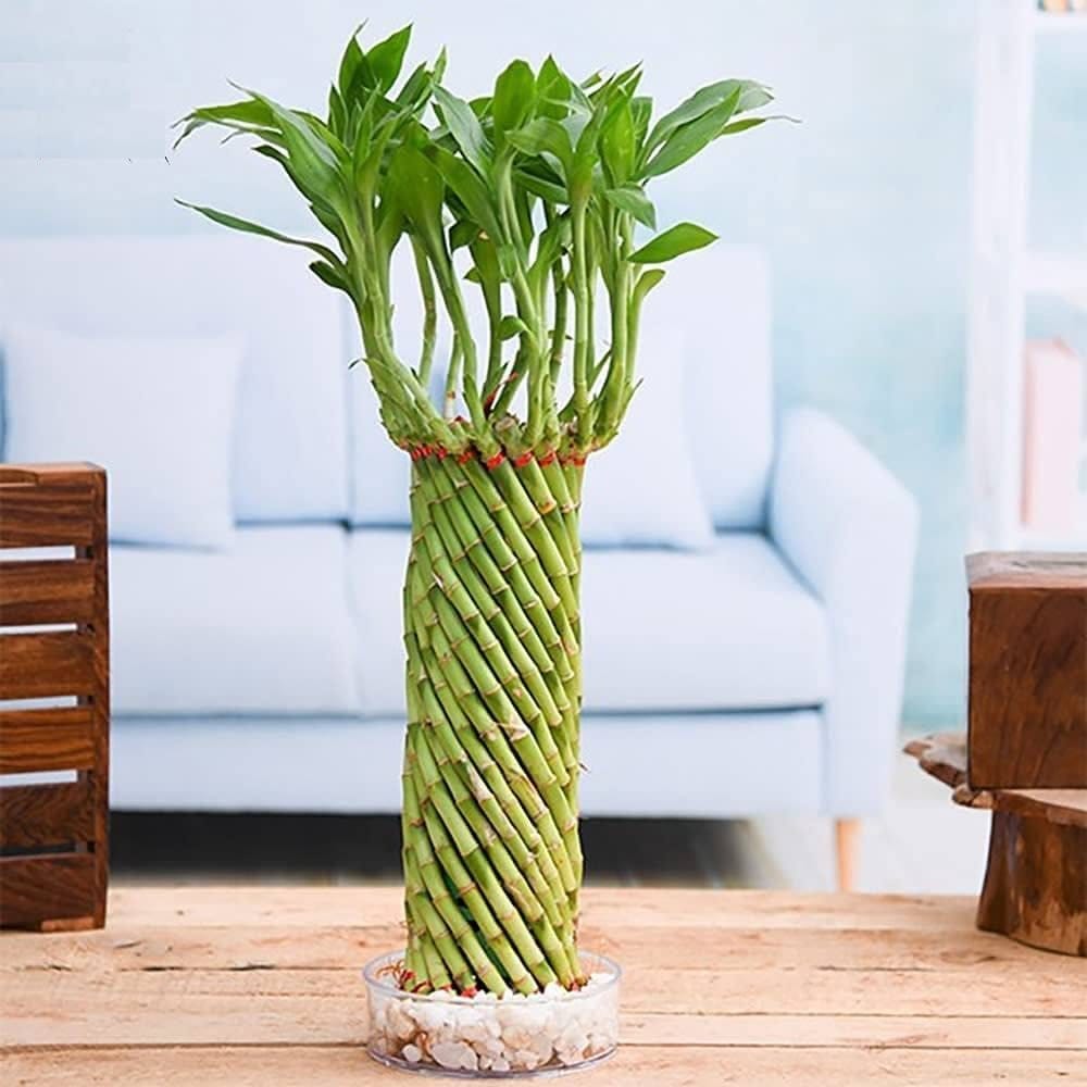 Plants Villa - Lucky Wheel Bumboo Live Plant