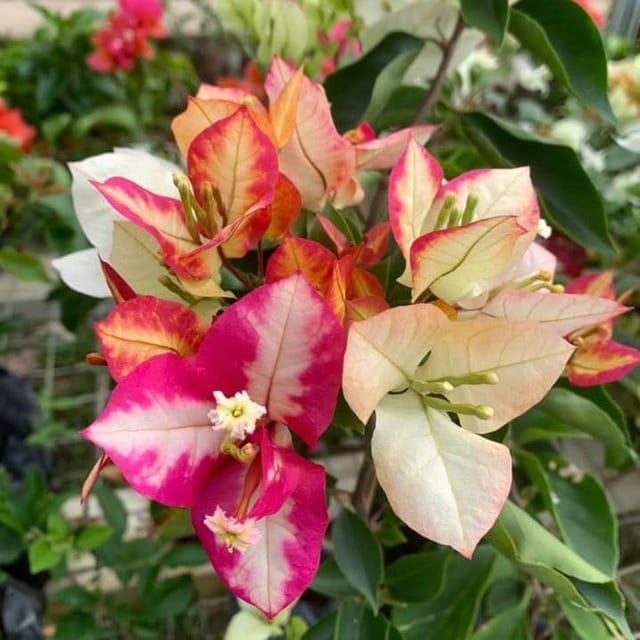 Plants Villa - Sufia Indiana Bougainvellia Flower Plant