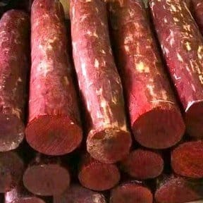 Plants Villa - Sandalwood Chandan Live Plant_Red Plants Villa - Sandalwood Chandan Live Plant_Red