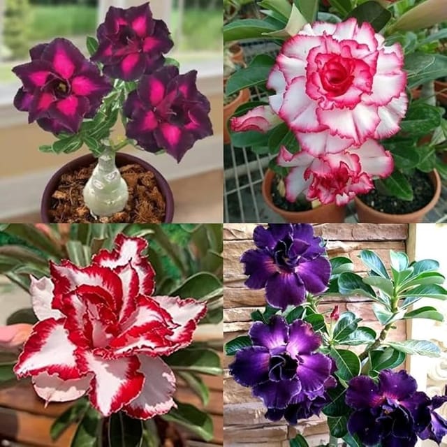 Plants Villa - Adenium Flower Plants_(Combo Pack Of 4)
