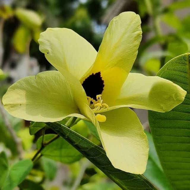 Plants Villa - Bauhinia Acuminata Kanchan Flower Plant_Yellow Plants Villa - Bauhinia Acuminata Kanchan Flower Plant_Yellow