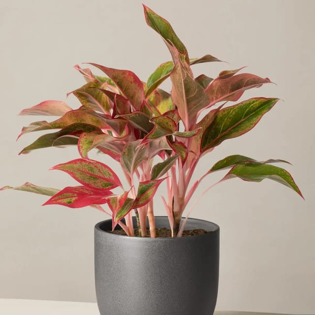 Plants Villa - Red Lipistick Aglonema Live Indoor Plant
