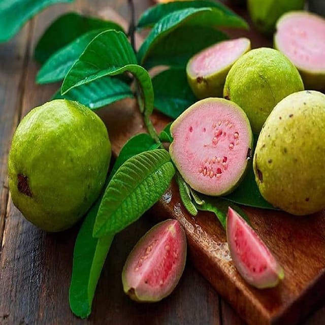 Plants Villa - Lalit Gauva | Grafted Fruit Plant Plants Villa - Lalit Gauva | Grafted Fruit Plant