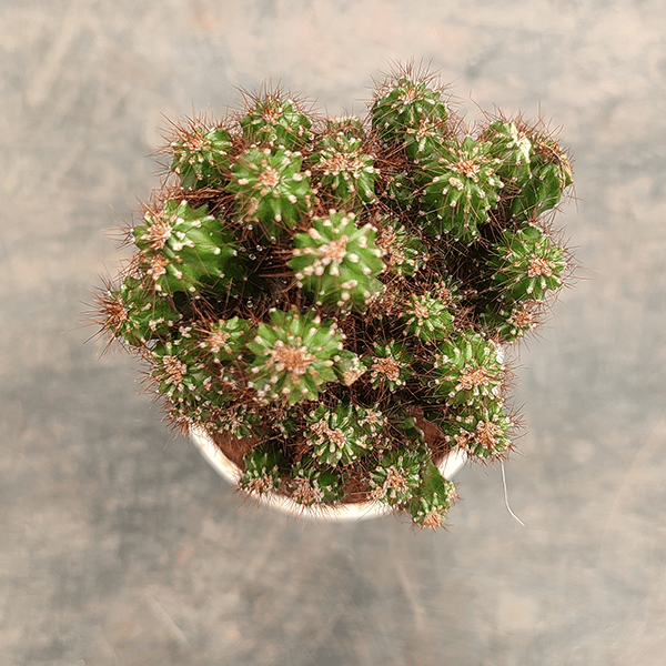 Plants Villa - Cacti Cereus Repandus Petra Cactus_(Small Size)
