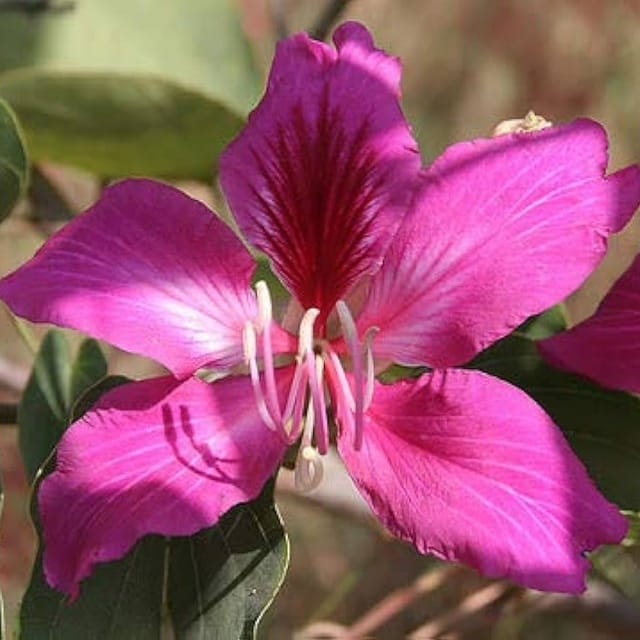 Plants Villa - Bauhinia Acuminata_Kanchan Flower Plant Purple_Purple Plants Villa - Bauhinia Acuminata_Kanchan Flower Plant Purple_Purple
