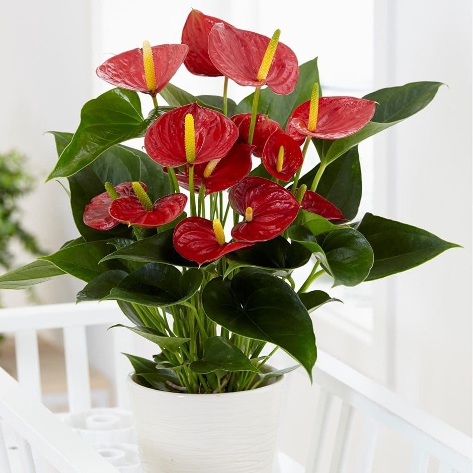 Plants Villa - Anthurium Andreanum Gift Plant_Red