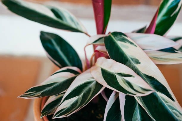 Plants Villa - Calathea Indoor Live Plant