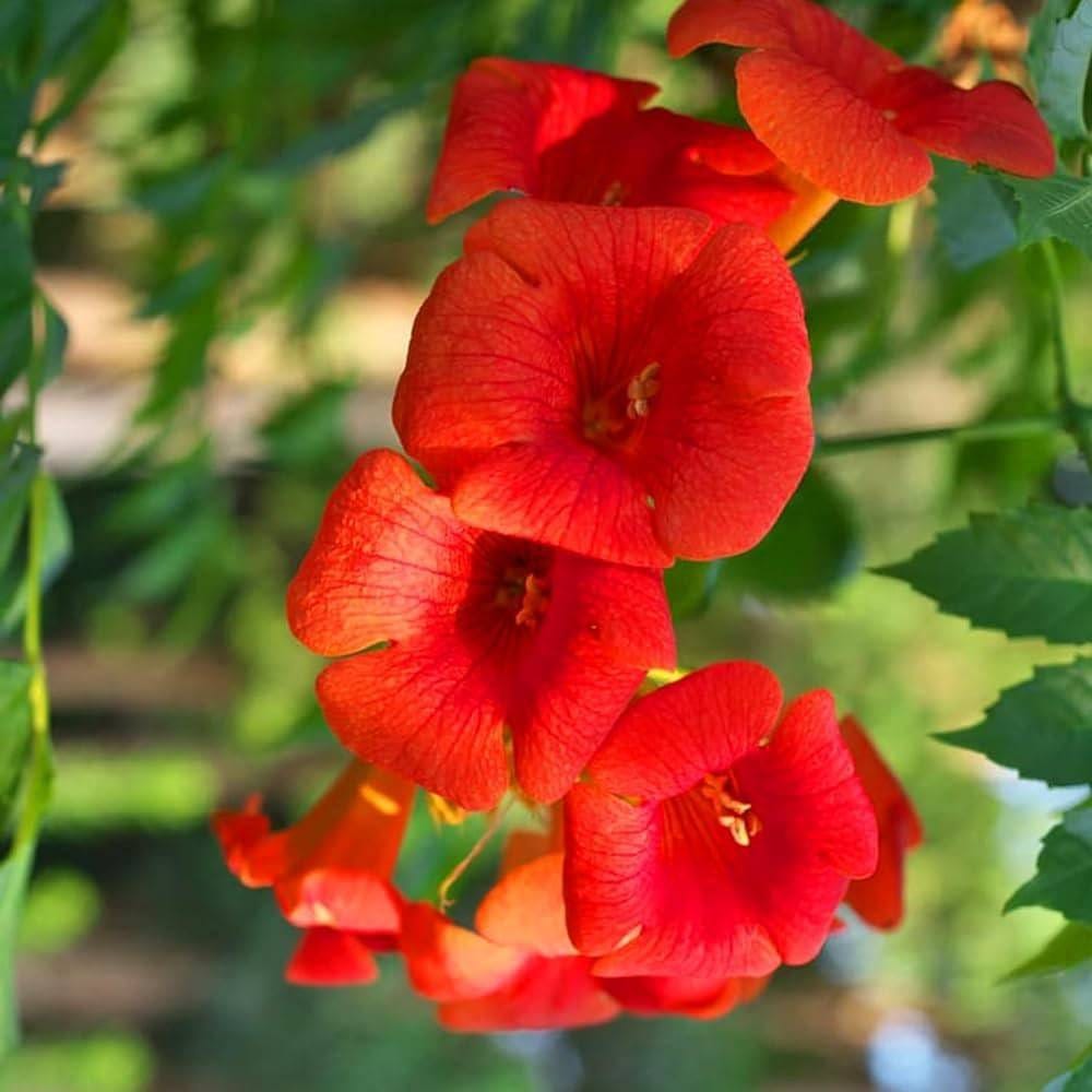 Plants Villa - Tecoma Flower Plant_Red