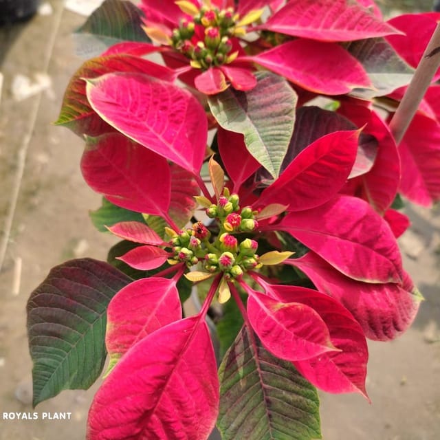 Plants Villa - Poinsettias Pata Bahari Live Plant_Red