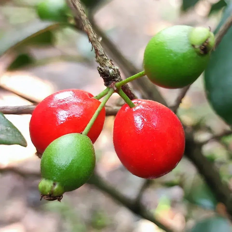Plants Villa - Cedar Bay Cherry Grafted Fruit Plant