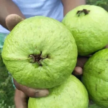 Plants Villa - Tha-5 Gauva | Grafted & Hybrid Fruit Plant Plants Villa - Tha-5 Gauva | Grafted & Hybrid Fruit Plant