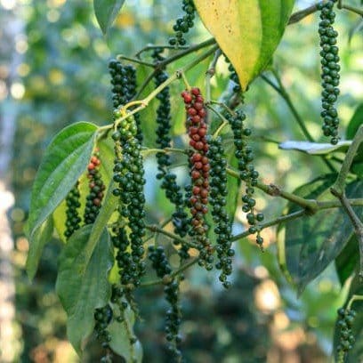 Plants Villa - Black Pepper Live Plant_(Kali Mirch) Plants Villa - Black Pepper Live Plant_(Kali Mirch)