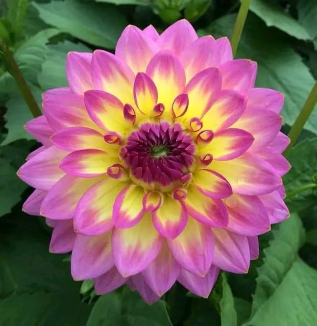 Plants Villa - Dahlia Flower Plant Verigated_Red Plants Villa - Dahlia Flower Plant Verigated_Red