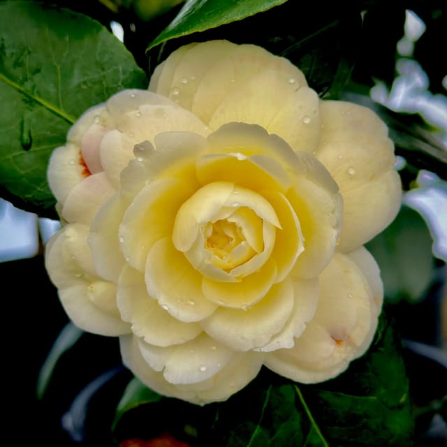 Plants Villa - Camellia Flower Plant_Yellow Plants Villa - Camellia Flower Plant_Yellow