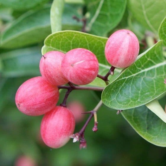 Plants Villa - Thai Variety Sweet Karonda Karmocha Fruit Plant Plants Villa - Thai Variety Sweet Karonda Karmocha Fruit Plant