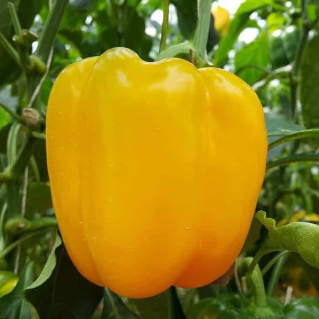 Plants Villa - Shimla Mirch Capsicum Fruit Plant_Yellow Plants Villa - Shimla Mirch Capsicum Fruit Plant_Yellow