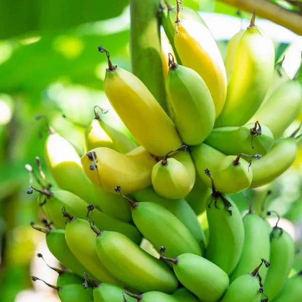 Plants Villa - Tissue Culture Banana Fruit Plant