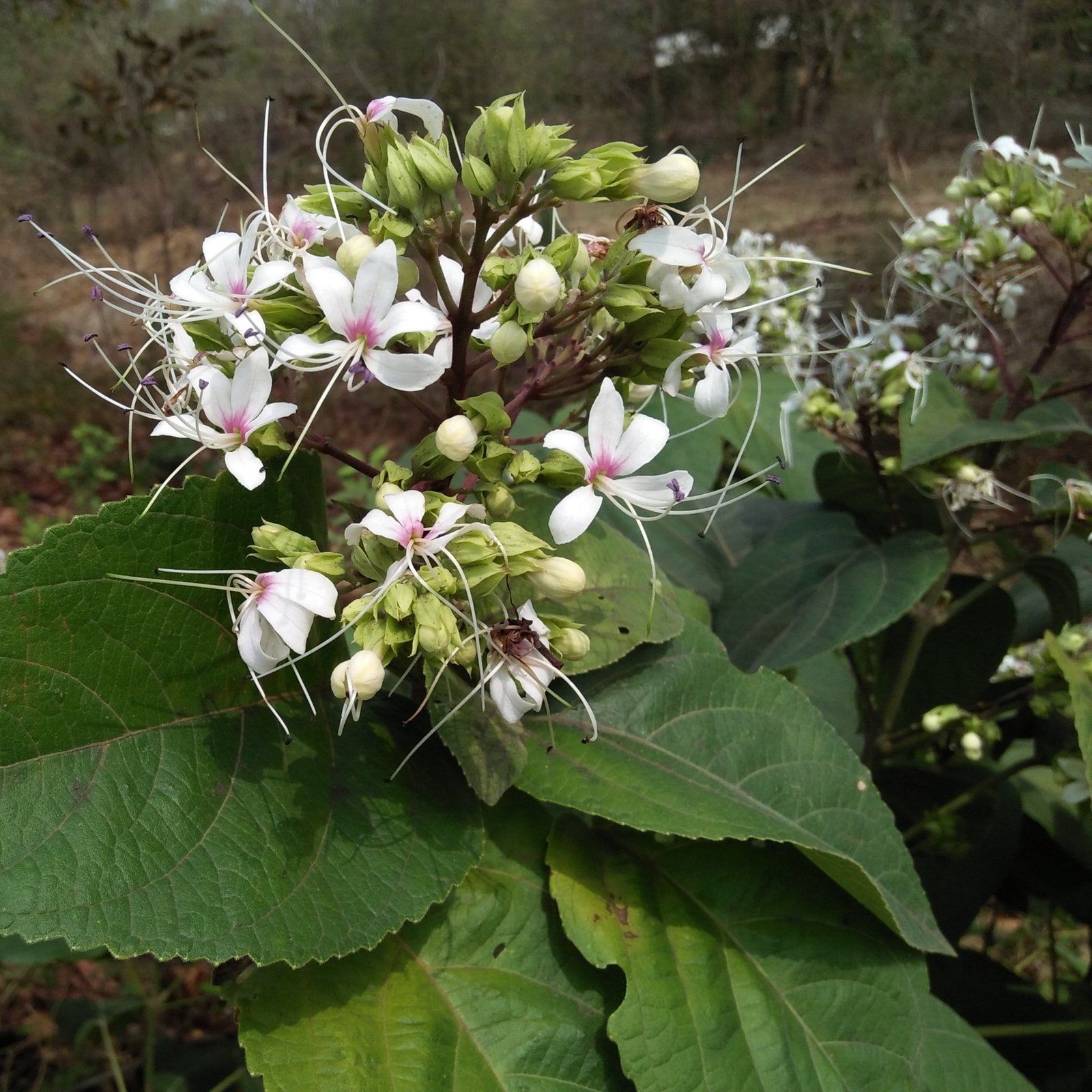 Plants Villa - Hill Glory Bhat Flower Plant_(Clerodendrum Infortunatum)