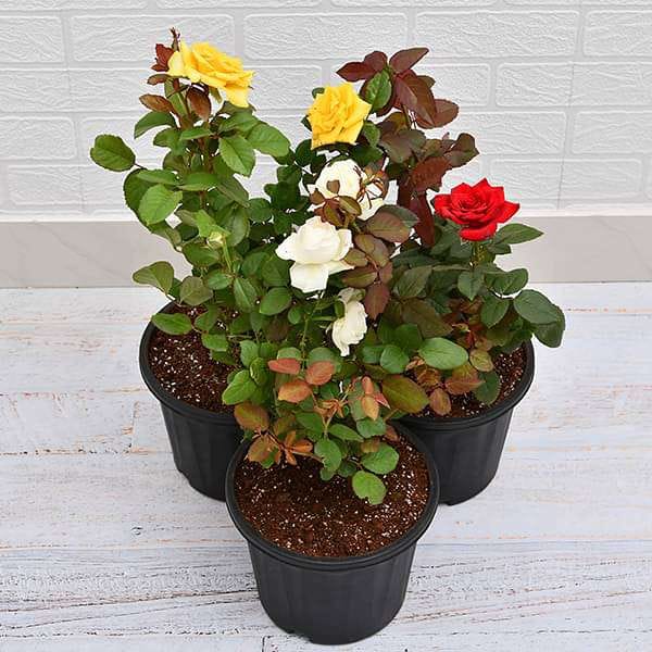 Plants Villa - Rose Flower Plant_(Combo Pack Of 3)